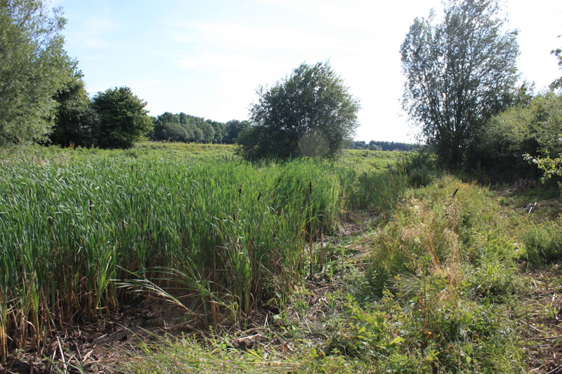 Reeds