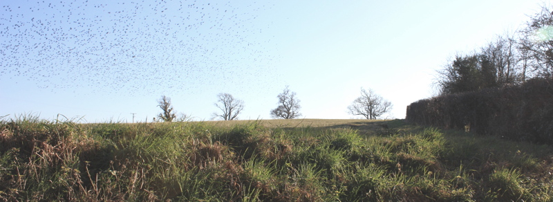 Halletts Hill with Redwing